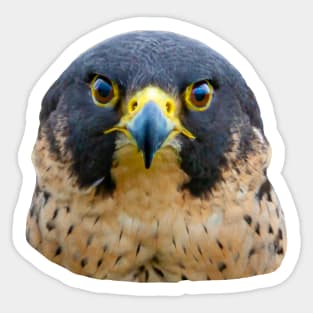 Peregrine Stare Sticker